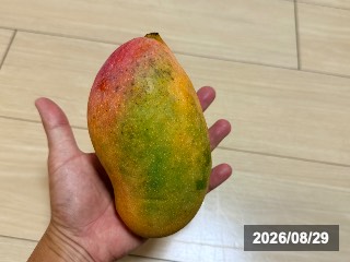 まだ硬い状態，まだまだ黄色〜赤くなる必要がある