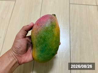 まだ硬い状態，緑色→黄色〜赤っぽくなったら食べ頃
