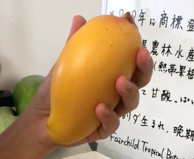バレンシアプライド果実
