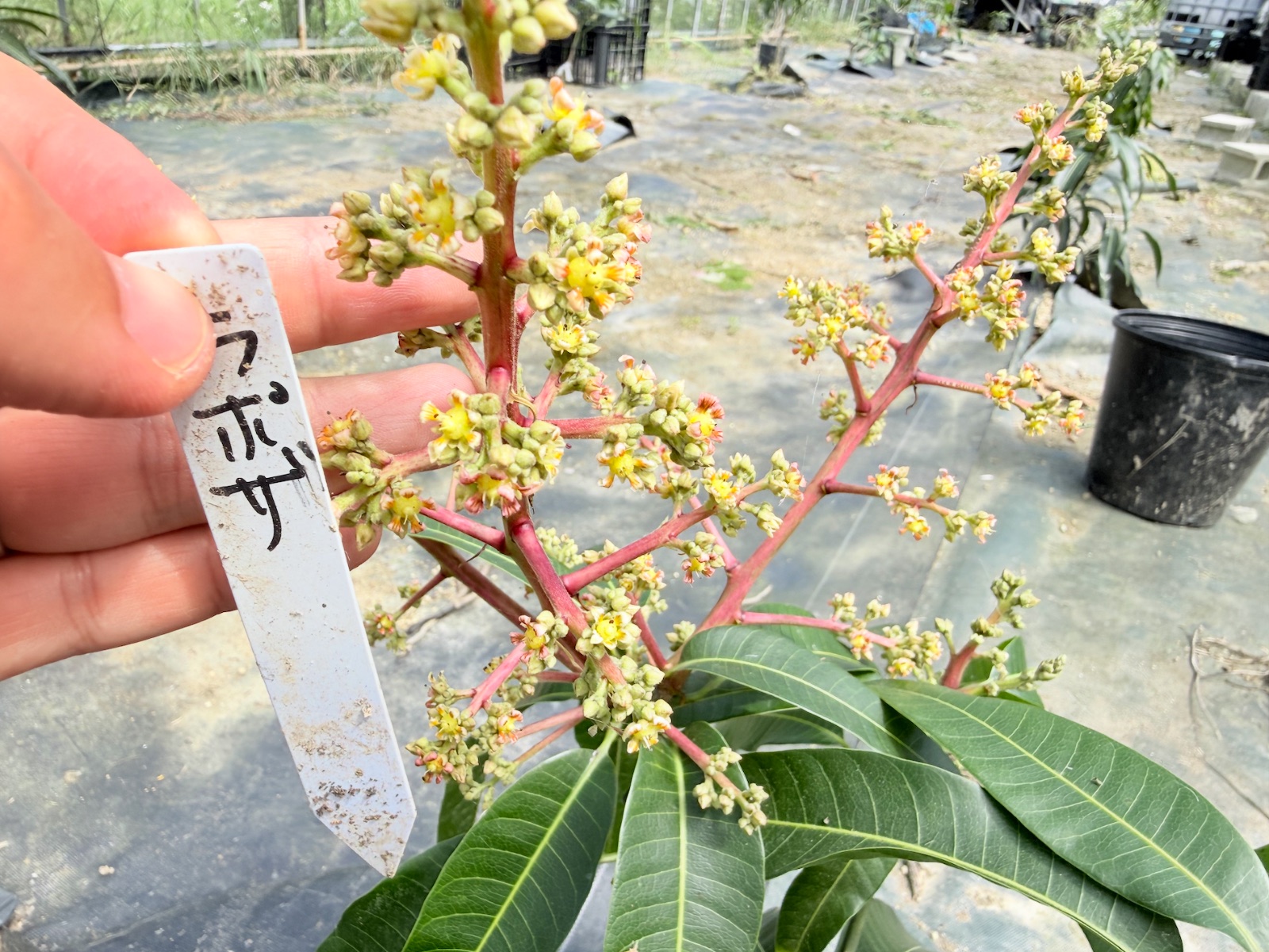 花