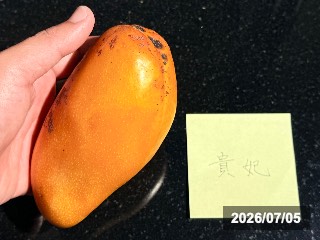 台南のマンゴー市場で購入