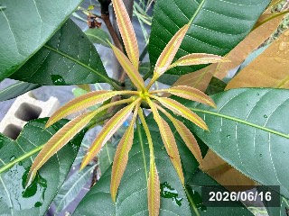 ヤマシタ