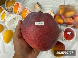 マンザニーロ