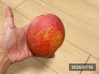 センセーション