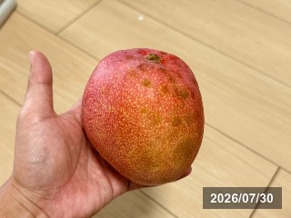 センセーション