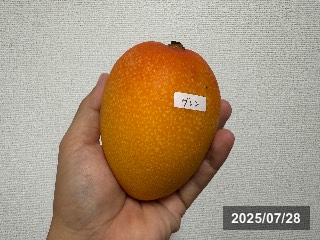 グレン