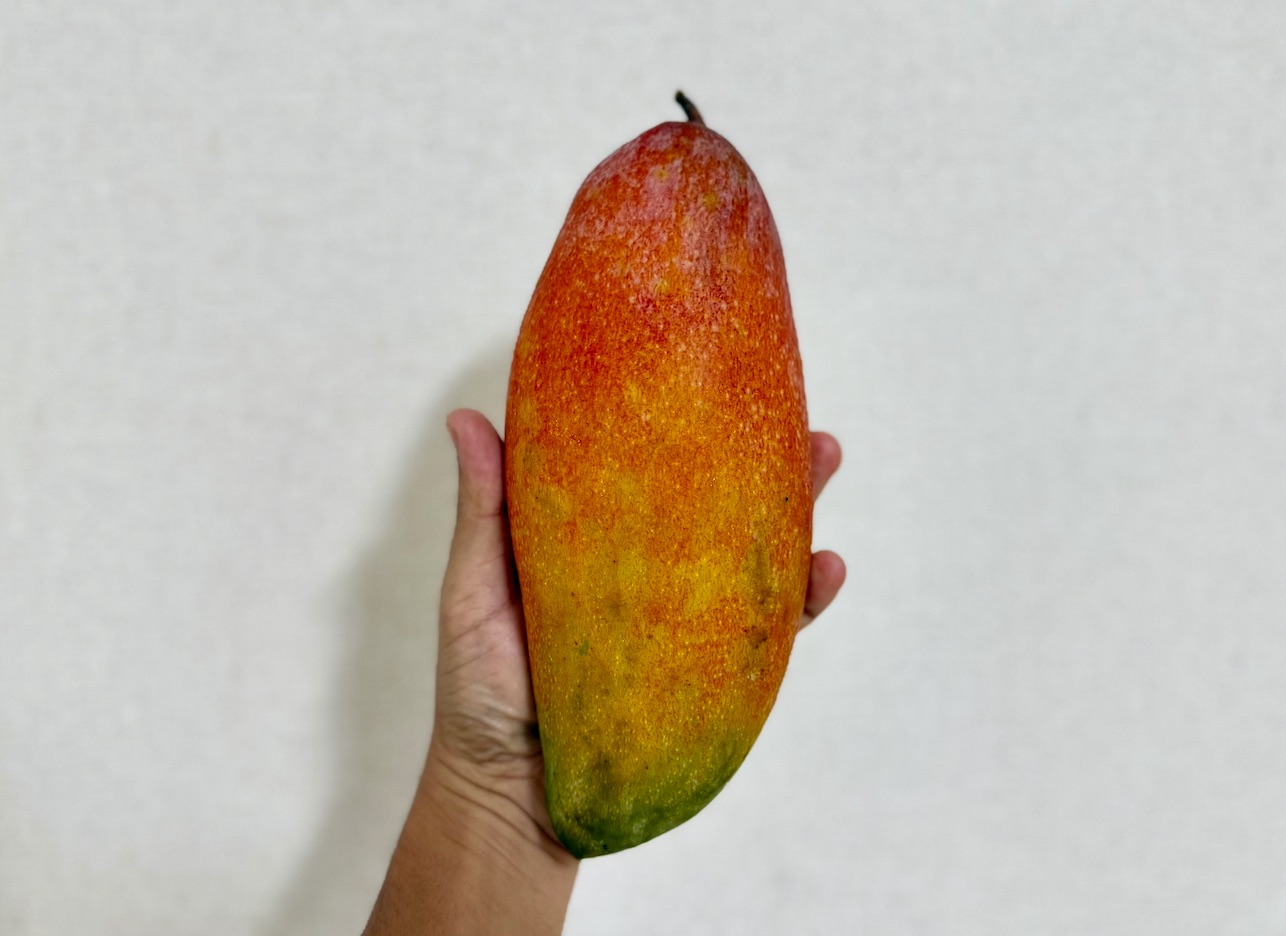 紅象牙の果実