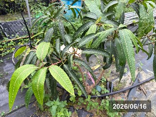 ベニゾウゲ（紅象牙）