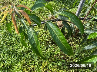 ベニゾウゲ（紅象牙）