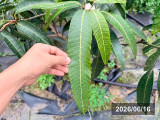 ベニゾウゲ（紅象牙）