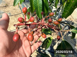 着果の様子