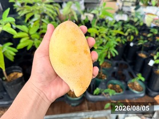 ボリビア