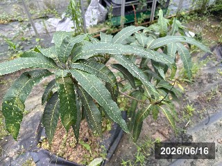サンリン　杉林