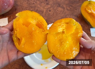 果実の断面