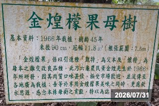 金煌の母樹の説明