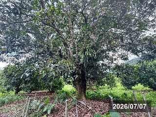 キンコウの母樹(六亀にて)