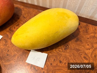 キンコウ　金煌