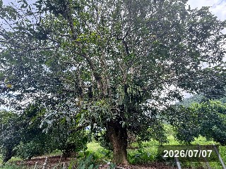 キンコウの母樹(六亀にて)