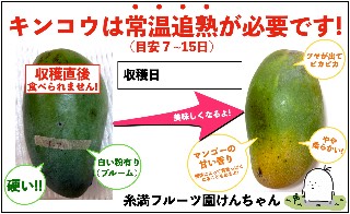 キンコウ　金煌