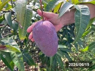 ギョクブン　玉文6号