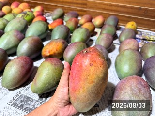 ギョクブン　玉文6号