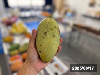 JTFAフルーツ食べ比べ会にて