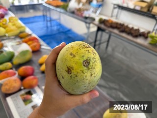JTFAフルーツ食べ比べ会にて