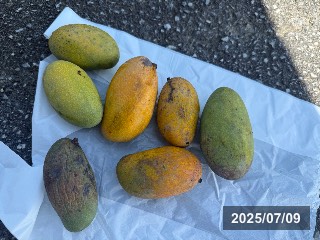 ツチマンゴー（ドマンゴー）土芒果