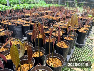 発芽