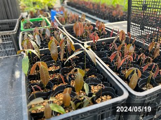 発芽