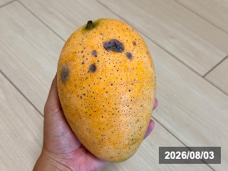 ホアロック Xoài cát Hòa Lộc
