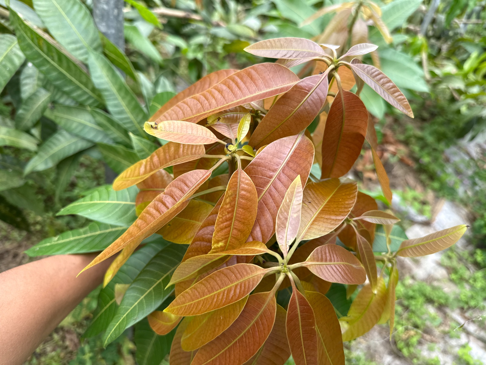 赤い新芽