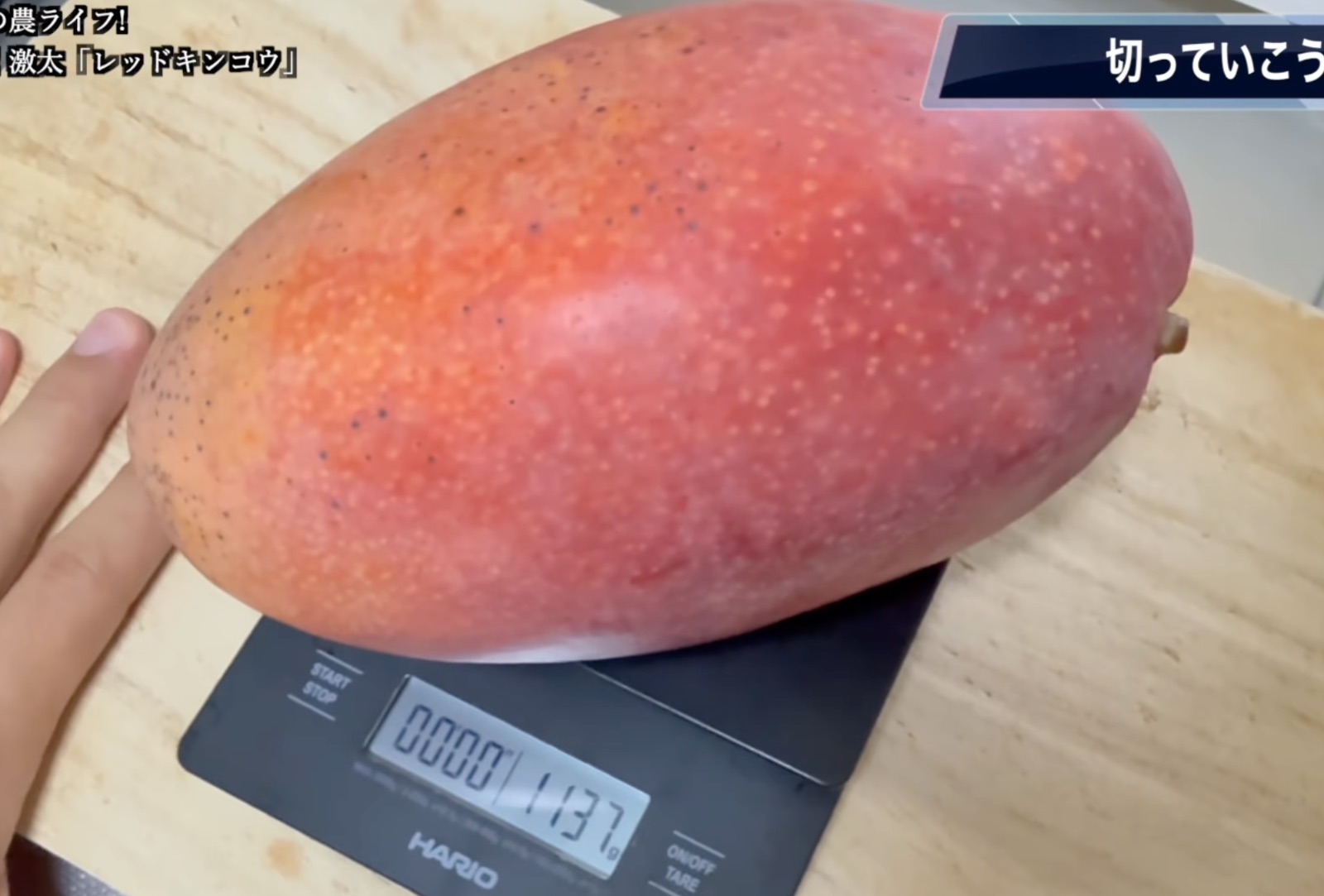 レッドキンコウの果実