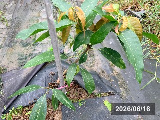 マダム フランシス