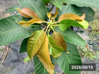 マダム フランシス