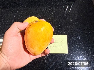 台南玉井の市場で購入
