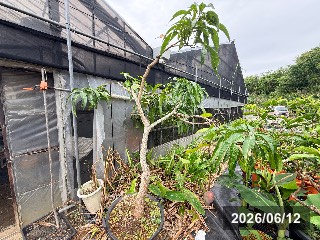 タイノウニゴウ 台農2号