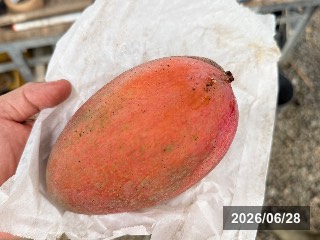 6月27日に落果