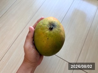 ゴウベイア