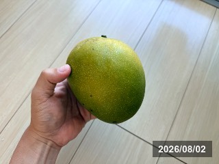 ゴウベイア
