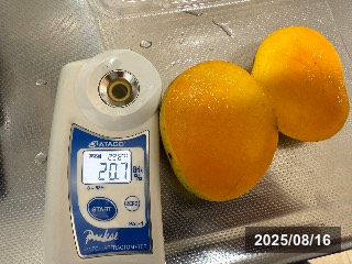 ゴウベイア
