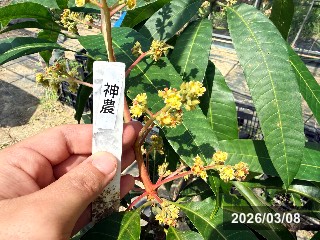 シンノウ　神農