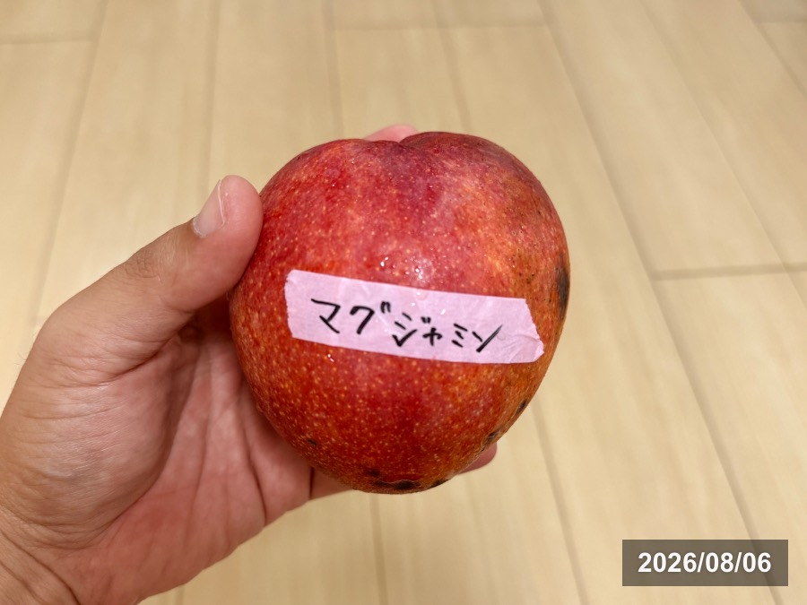 マグシャミン