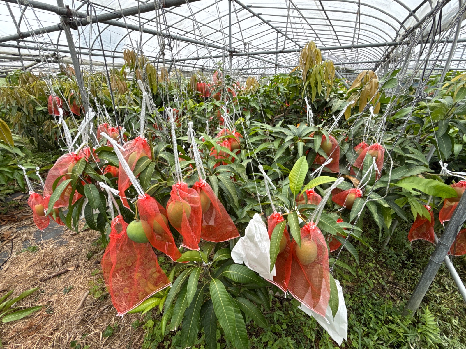 木の様子 2026年6月5日