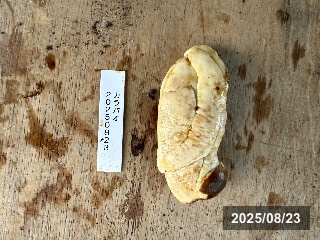 種子
