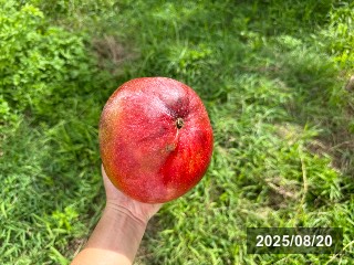 レッドキーツ