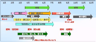マンゴーの栽培暦