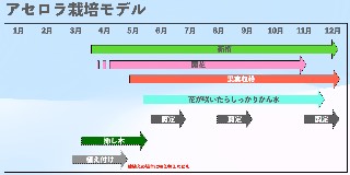 バルバドスザクラ（アセロラ）