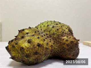 トゲバンレイシ