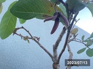 イラマ